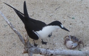 A Sooty Tern trying to protect its egg from a Land Crab (Chris Feare)